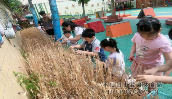 13. 平东幼儿园开展劳动实践活动(2)371.png